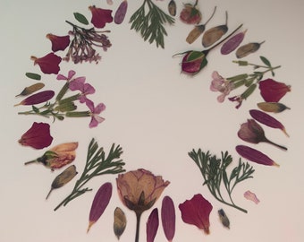 Herbarium: ram av torkade blommor och blad