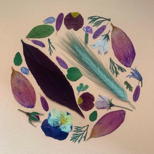Herbarium: frame of dried flowers and leaves