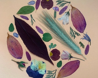 Herbarium: ram av torkade blommor och blad
