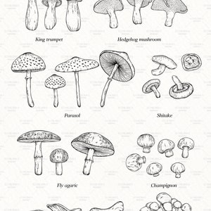Puede incluir: Una colecci&oacute;n de 70 dibujos en blanco y negro de diferentes tipos de setas. Las setas est&aacute;n dibujadas con un estilo realista e incluyen detalles como las l&aacute;minas, los sombreros y los tallos. Las ilustraciones est&aacute;n etiquetadas con los nombres de las setas, como "Trompeta de los muertos", "Hongo erizo", "Parasol", "Shiitake", "Amanita muscaria", "Champi&ntilde;&oacute;n", "Trompeta amarilla" y "Shimeji".