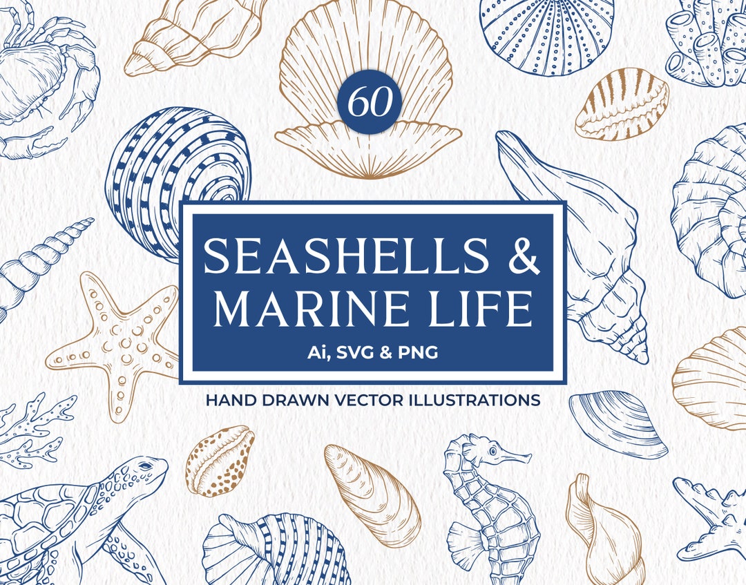 Seashells SVG Bundle, Nautical Clipart, Marine Life PNG, Coastal