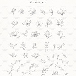 May include: A set of 42 black and grey line drawings of magnolia flowers and branches. The drawings are simple and elegant, and would be perfect for use in a variety of creative projects.