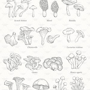 Puede incluir: Una ilustraci&oacute;n en blanco y negro de 70 tipos diferentes de setas. Las setas est&aacute;n dibujadas con un estilo detallado y realista. La ilustraci&oacute;n incluye los nombres de cada tipo de seta.