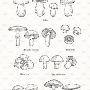 Puede incluir: Un conjunto de 70 dibujos en blanco y negro de diferentes tipos de setas. Las setas est&aacute;n dibujadas en un estilo realista e incluyen boletus, amanita caesarea, portobello, oreja de madera, seta gitana, boletus de abedul y seta de campo.