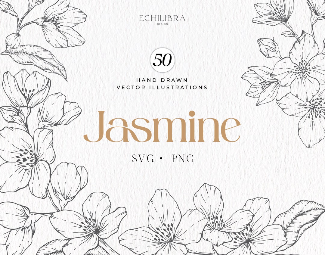 Jasmine Botanical Hand Drawn Vector Illustrations, Clipart, SVG