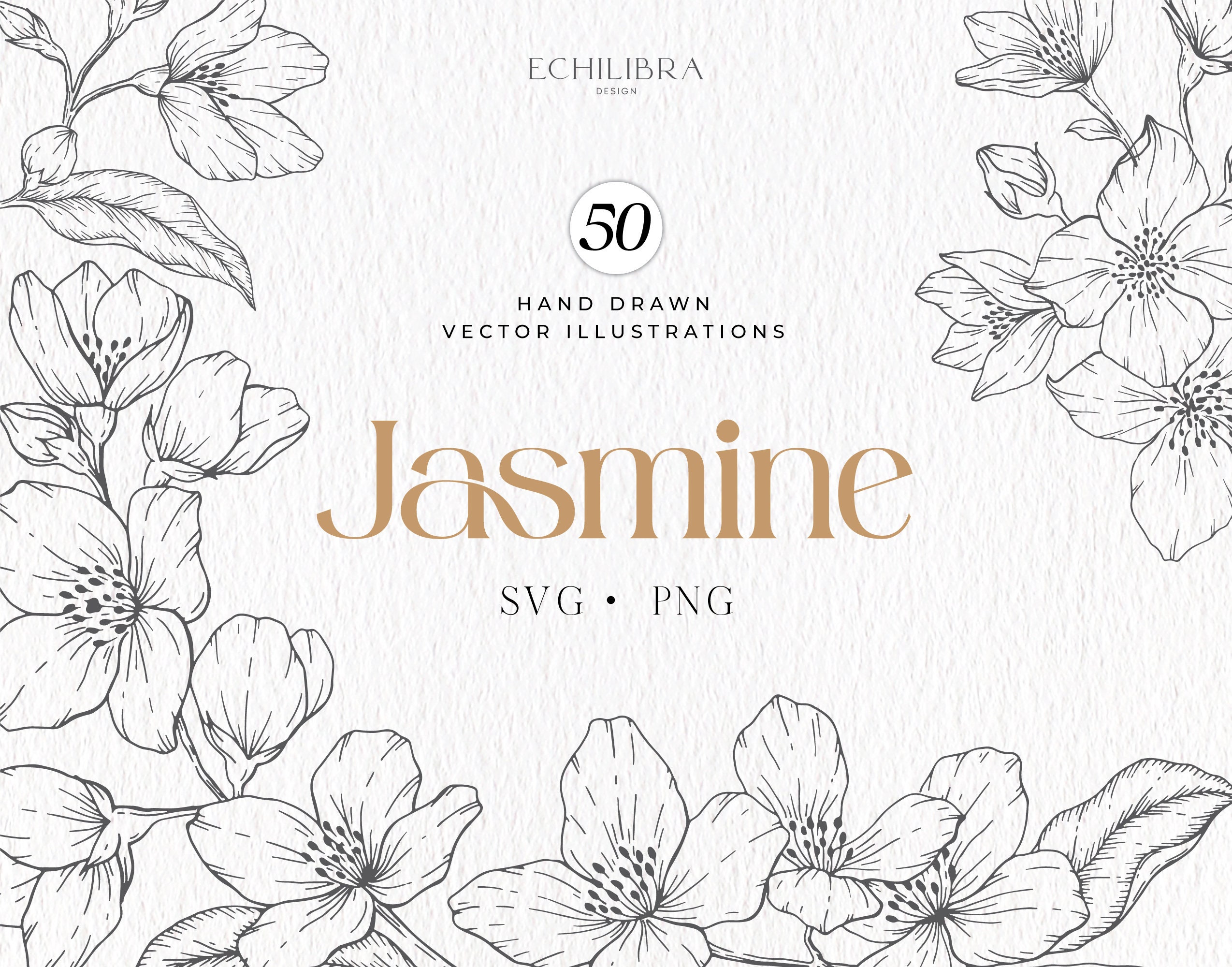 Jasmine Flower Vector Png