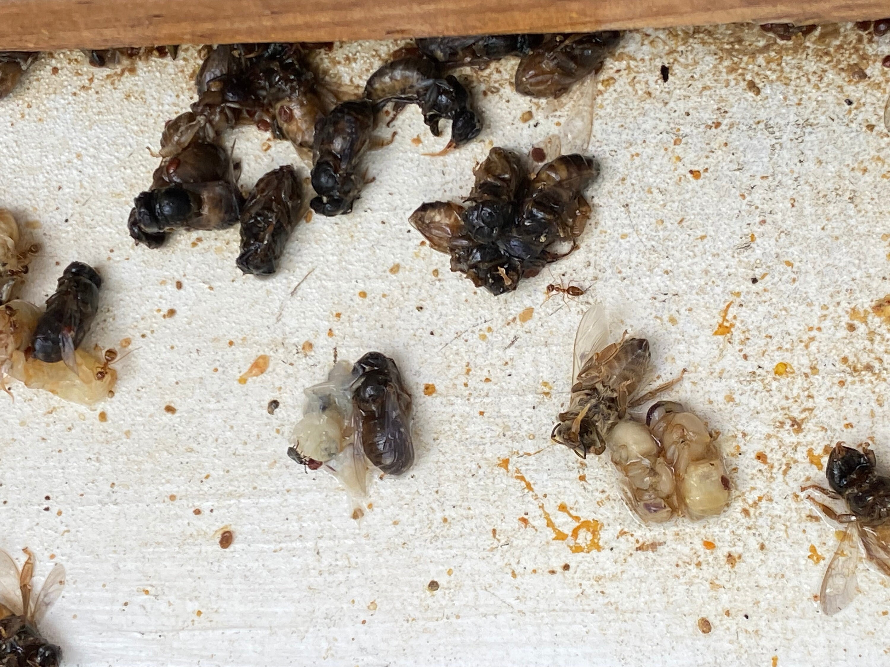 Hive Color:red Winter Hive Record for Hives Labeled by Color (red, Yellow, Etc.) - Etsy