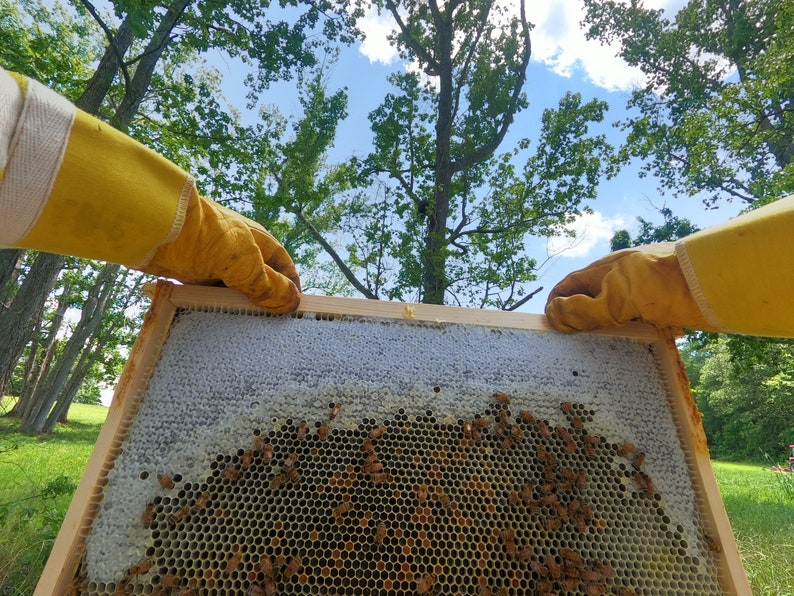 Hive Inspection Checklist for Hives Labeled by Number 1, 2, Etc. Etsy