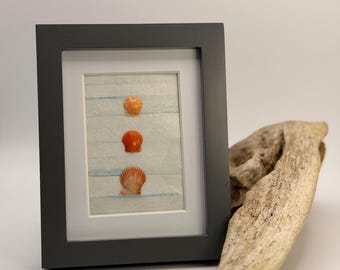 Hand crafted rare and tiny orange calico scalop shell