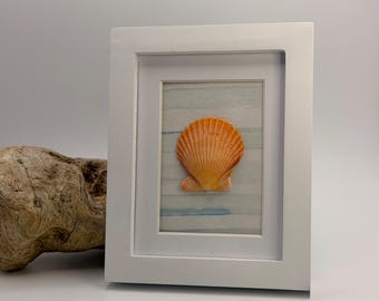 Hand crafted rare orange calico scalop shell