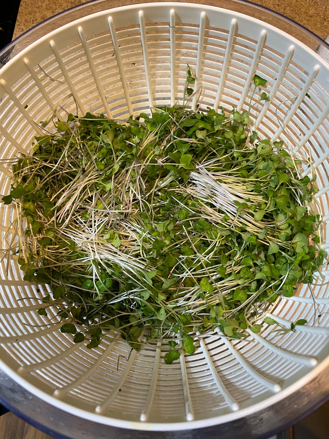 Fresh Organic Microgreens Grown to Order Full or Half Trays Etsy