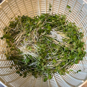 Fresh Organic Microgreens Grown to Order; Full or Half Trays available!