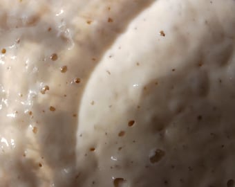 Fresh Sourdough Starter
