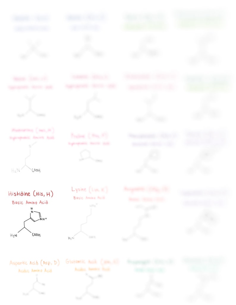 Amino Acid Flashcards And Study Sheet Etsy