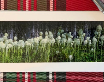 Glacier National Park Beargrass Panoramic Notecard - Montana Wildflower Blank Greeting Card