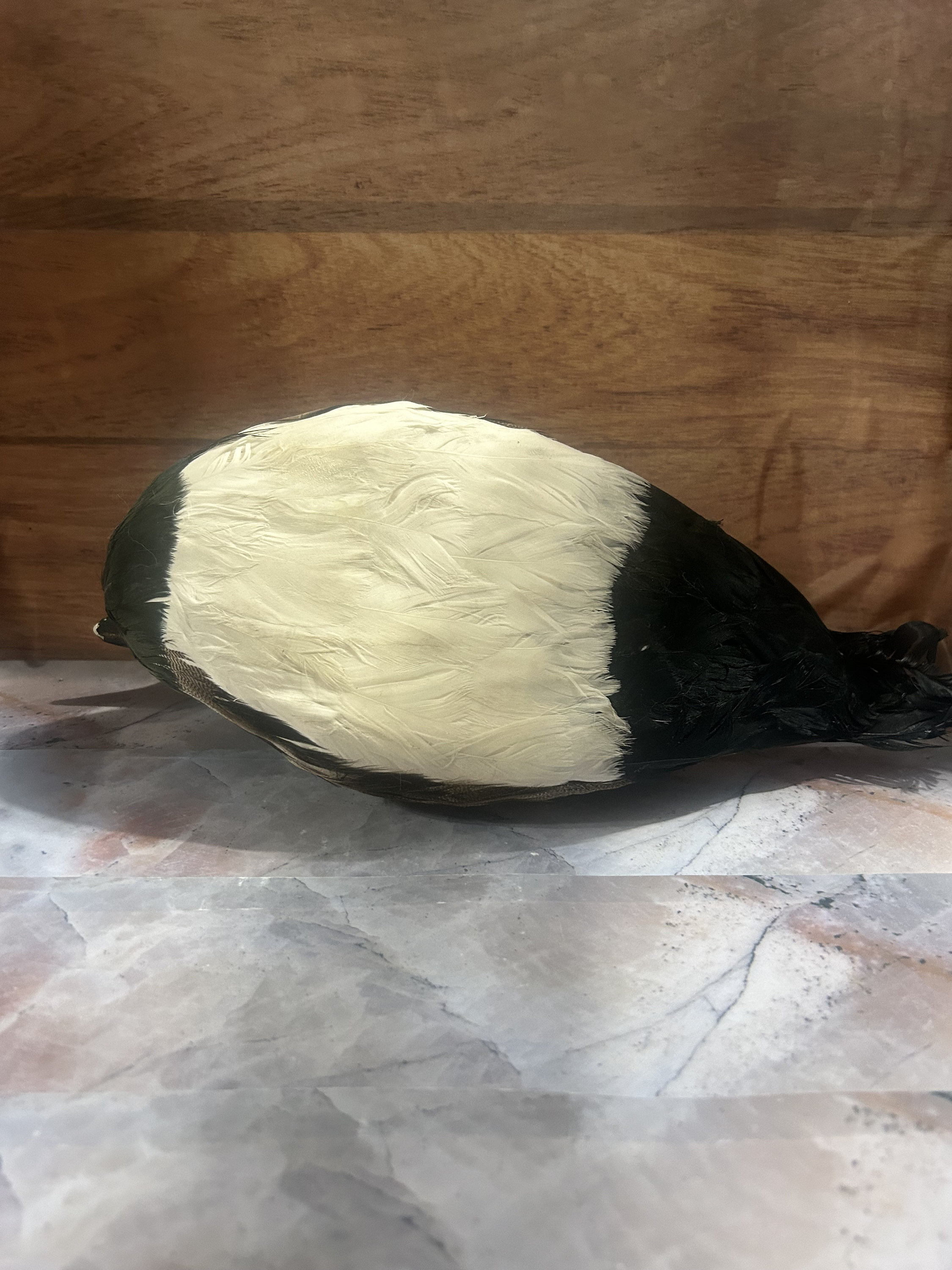 Duck Decoy, Real Feathers Etsy