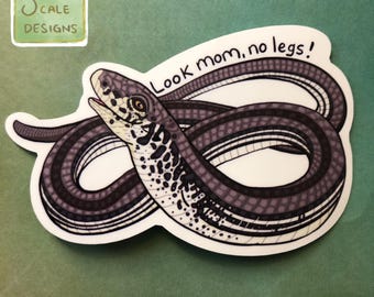 Legless Glass Lizard Look Mom No Legs Reptile Sticker