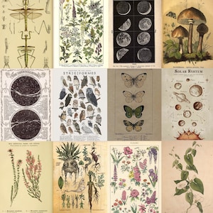 Natural Botanical Aesthetic Wall Collage Kit- 20 physical prints