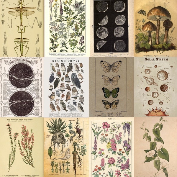 Natural Botanical Aesthetic Wall Collage Kit- 20 physical prints