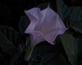 Datura Innoxia 15 seeds