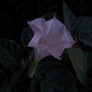 Datura Innoxia 15 seeds