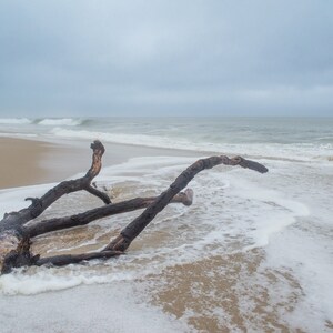 Branch on a Beach in Cape Cod, MA