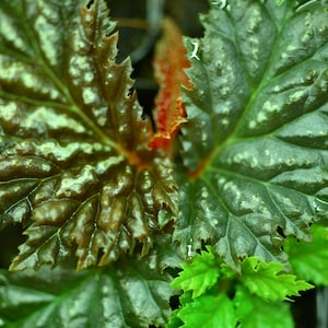 Rare Terrarium Begonia, Begonia sp. Yamor &#39;Dark&#39;