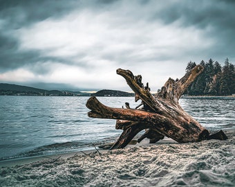 Beach Log