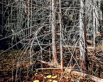 Forest Scene