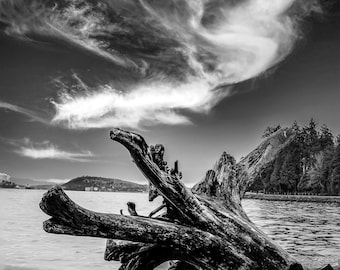 Beach Log