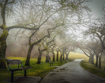 Foggy Day