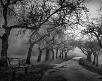 Foggy Day in Black and White
