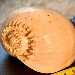 Rare Vintage Crowned Baler Melon Shell 9”+ Museum Quality