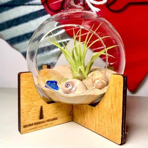 Bolivar Peninsula Treasures DIY Glass Globe including Rare Seaglass pieces, Handpicked Seashells, Succulent, and Natural Sand