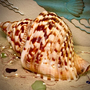 Rare Vintage Triton Trumpet Shell Beautiful Colors Flawless Condition From Oceanographer’s Private Collection