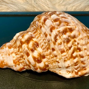 Rare Vintage Triton Trumpet Shell 8.5 in. Beautiful Colors Flawless Condition From Oceanographer’s Private Collection
