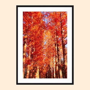 Seoul Südkorea Print, Südkorea Wandkunst, Herbst Print, Foto Wand Kunst Druck, Reisefotografie, Südkorea Reise Poster