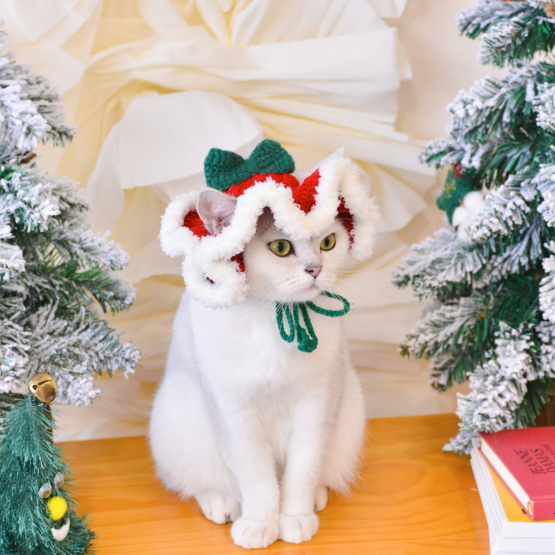 May include: A white cat wearing a red and green crocheted Santa hat. The cat is sitting on a wooden surface with a small Christmas tree in the background.