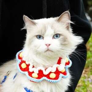 May include: A white cat with blue eyes wearing a red, white, and blue crocheted collar. The cat is sitting on a black surface.