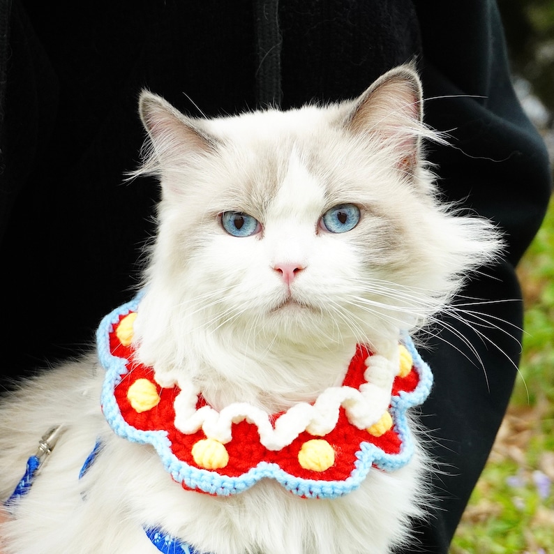 May include: A white cat with blue eyes wearing a red, white, and blue crocheted collar. The cat is sitting on a black surface.