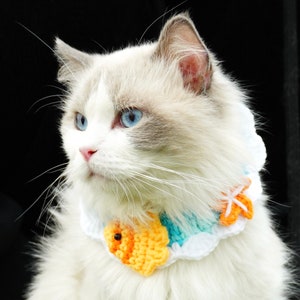 May include: A white and grey Ragdoll cat wearing a crocheted collar with a blue, white, and orange fish design.