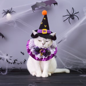 Puede incluir: Un gato blanco con un disfraz de bruja morado y negro con un sombrero puntiagudo y un lazo. El gato est&aacute; sentado en una superficie oscura con un fondo de telara&ntilde;a.