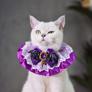 Puede incluir: Un gato blanco con un ojo verde y un ojo azul que lleva un collar de encaje morado y blanco con un lazo negro en forma de murci&eacute;lago y un amuleto dorado.