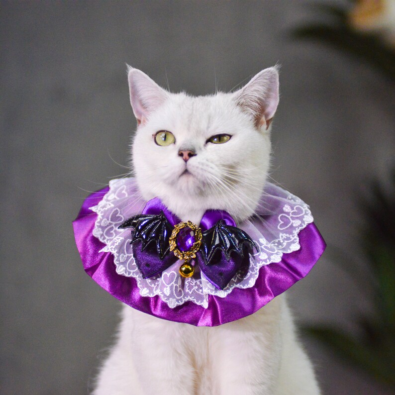 Puede incluir: Un gato blanco con un ojo verde y un ojo azul que lleva un collar de encaje morado y blanco con un lazo negro en forma de murci&eacute;lago y un amuleto dorado.