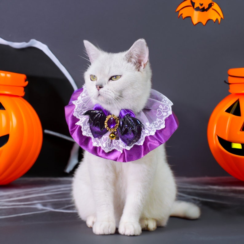Puede incluir: Un gato blanco con un collar de encaje morado y blanco con detalles de murci&eacute;lago negro y joyas. El gato est&aacute; sentado frente a dos calabazas naranjas con caras de calabaza.
