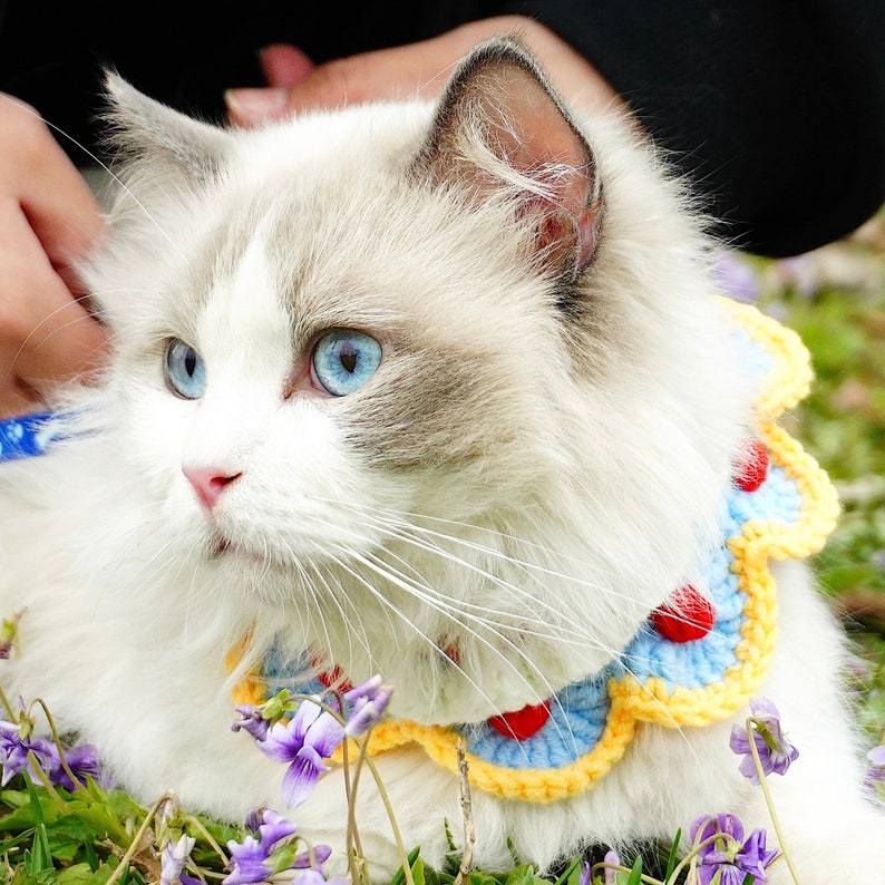 May include: A white and grey Ragdoll cat with blue eyes wearing a colorful crocheted collar with red, blue, and yellow accents. The cat is sitting in a bed of purple flowers.