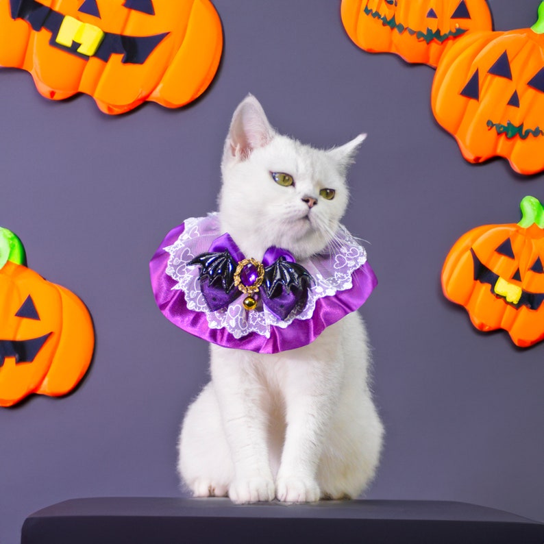 Puede incluir: Un gato blanco con un disfraz de Halloween morado y negro con un murci&eacute;lago y un lazo. El gato est&aacute; sentado en una superficie negra con calabazas naranjas en el fondo.