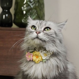 May include: A fluffy gray cat wearing a crocheted flower collar with pink, yellow, and white flowers.