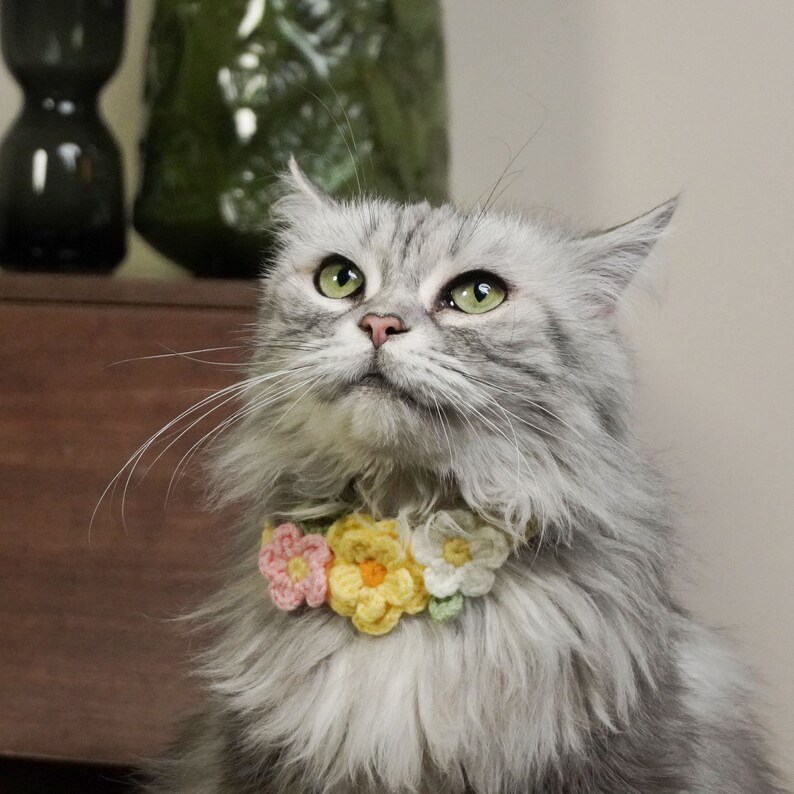 May include: A fluffy gray cat wearing a crocheted flower collar with pink, yellow, and white flowers.