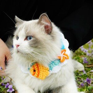 May include: A white and gray Ragdoll cat wearing a crocheted collar with a blue, white, and orange fish design. The collar has a white starfish charm.